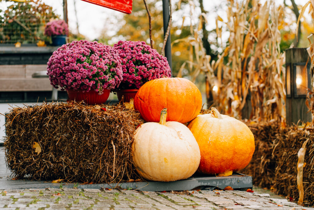 15 Free Things to Do in NYC This Fall Without Spending a Dime
